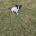 Female jack Russell puppy available -4