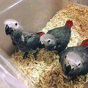 African Grey Parrots-0