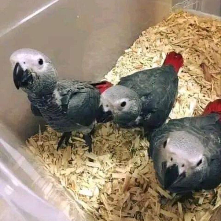 African Grey Parrots