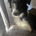 9 month old border collie-2