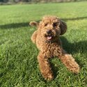 Red Toy Poodle Boy-2