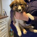 Collie puppies -4