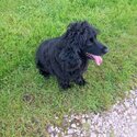 Urgent rehome needed marley-1