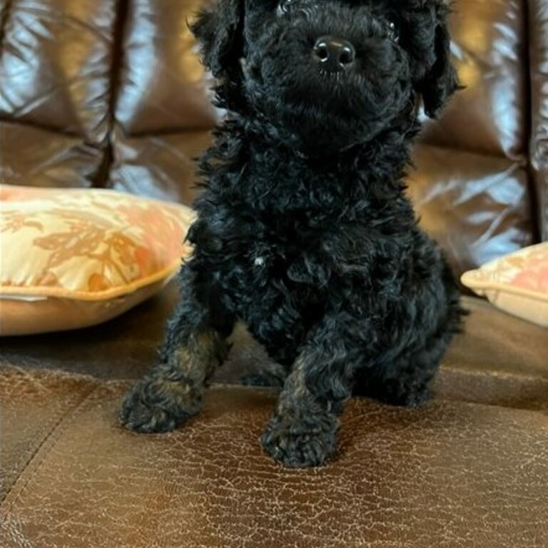 Cute Poodle Puppies for Adoption