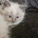 Ragdoll kittens-0