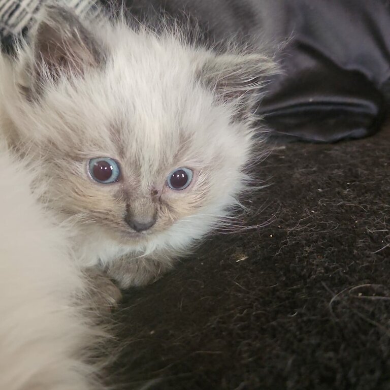 Ragdoll kittens