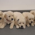 Pure Bred Golden Retrievers-2