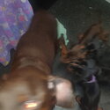 Cute Doberman Puppies 8 weeks old looking for new forever home-5