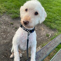 Minature Poodle looking for a loving home -0