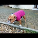 English bulldog narla-0