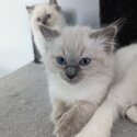 GCCF Registered Ragdolls Kittens-4