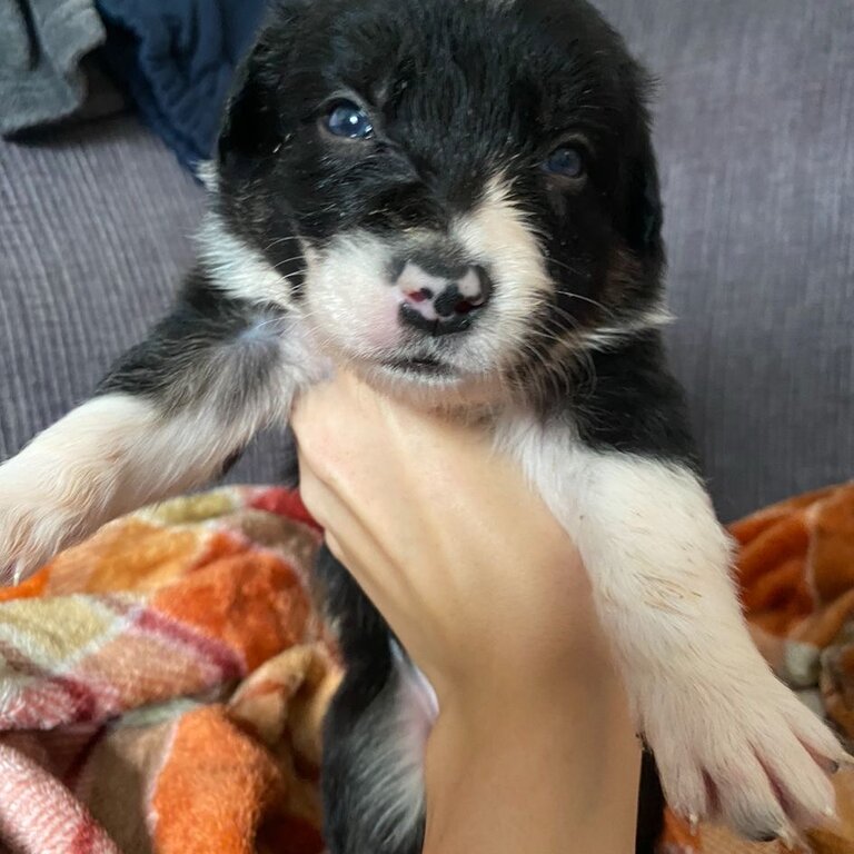 Beautiful Border collie puppies