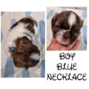 Pure shih tzu puppies in Cardiff-4