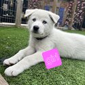 Siberian husky x samoyed puppies-1