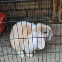 Rabbits for sale -5