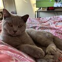 Lilac British Shorthair Kitten -1