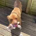 XL bully urgently needs re homing-1