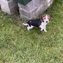 Beagle pup for sale to good home -4