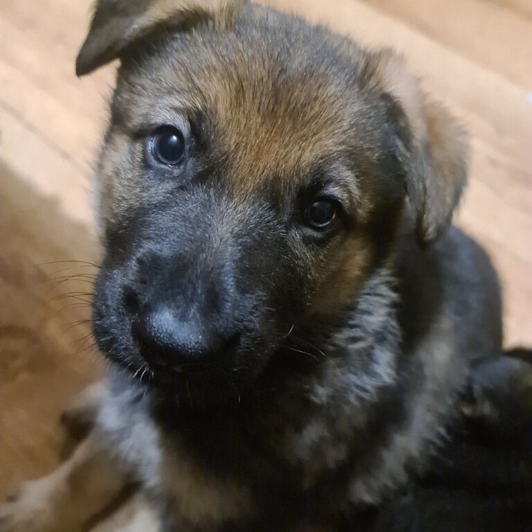 Kc german shepherd puppies