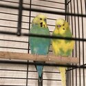 Selling 2 budgies both male adorable looking for a home -0