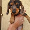 Miniature wirehaired dachshund (IKC registered)