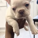 French Bulldog Puppies-3