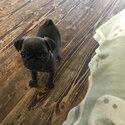 Pure bred pug femal puppy -4