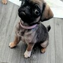 Gorgeous pug puppies -2