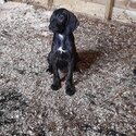 Beautiful labradoodle pups-0