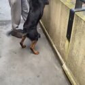 Loving dog needs loving home-4