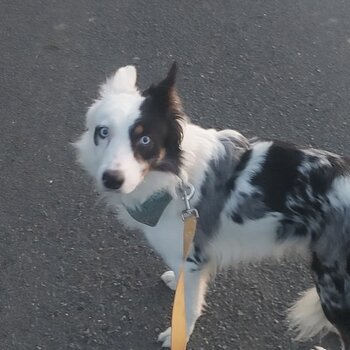 Beautiful border collie x Australian shepherd