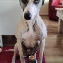 Whippet/lurcher for rehoming-0