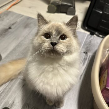 Beautiful ragdoll kitten