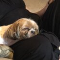 Beautiful well behaved 3 year old shih tzu female -1