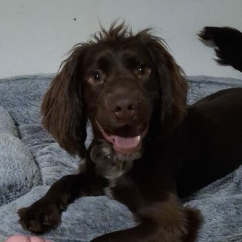 1 year old sprocker spaniel 