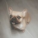 Beautiful French bulldog-1