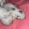 Ragdoll kittens -3