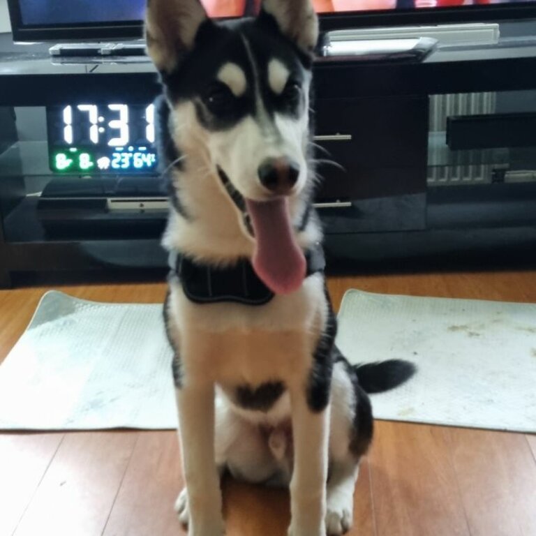 Siberian husky Male or sale fully vaccinated and wormed. Very friendly and great with other dogs 