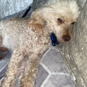 Minature Poodle looking for a loving home -2