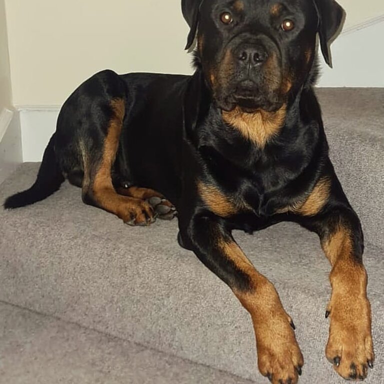 3 year old Rottweiler 