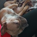 10 months old French Bulldog adult only home-3