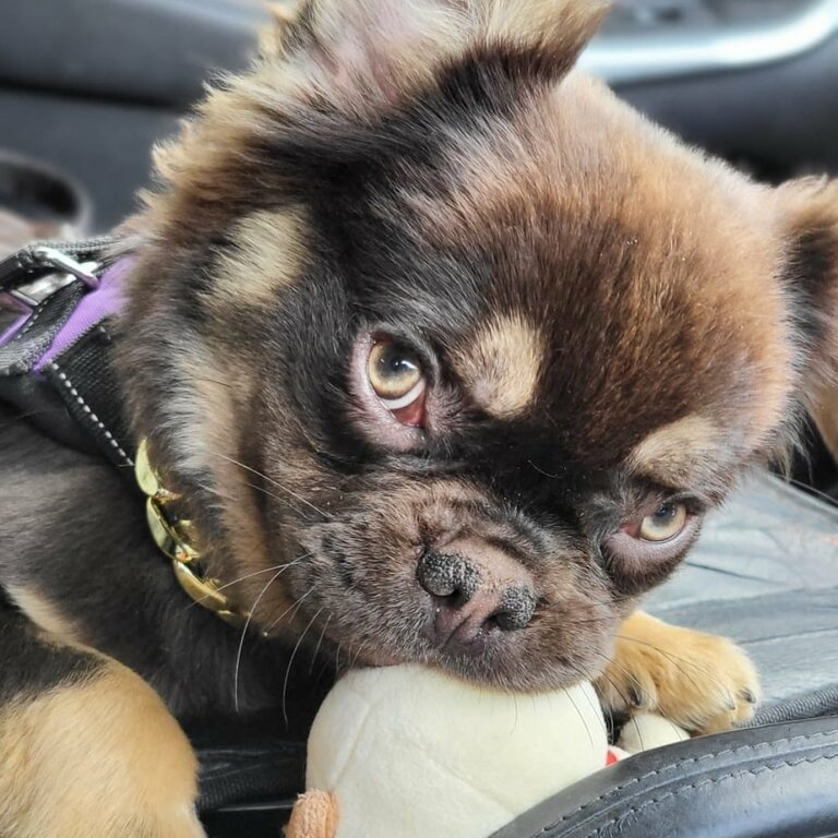 visual fluffy french bulldog chocolate tan very gentle boy