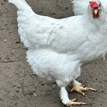 Chickens of various breeds from the smallest to the largest