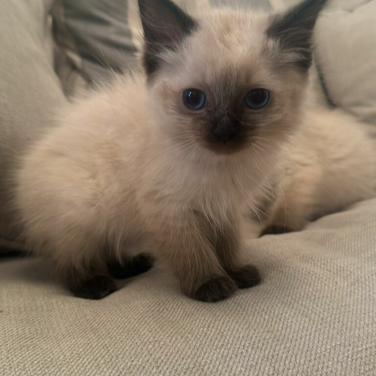 Ragdoll kittens