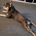 French bulldog -4