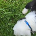 Old english sheepdog puppy-1