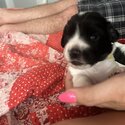 Sprocker puppies for sale -2