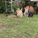 Free rabbits-2