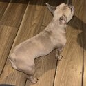 French bulldog female for a loving home-1