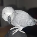 African Grey Parrot -0